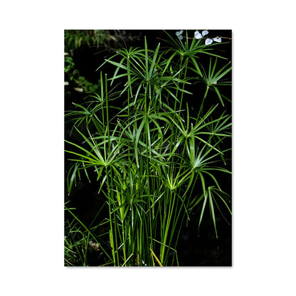 Poster Fleur de Bambou