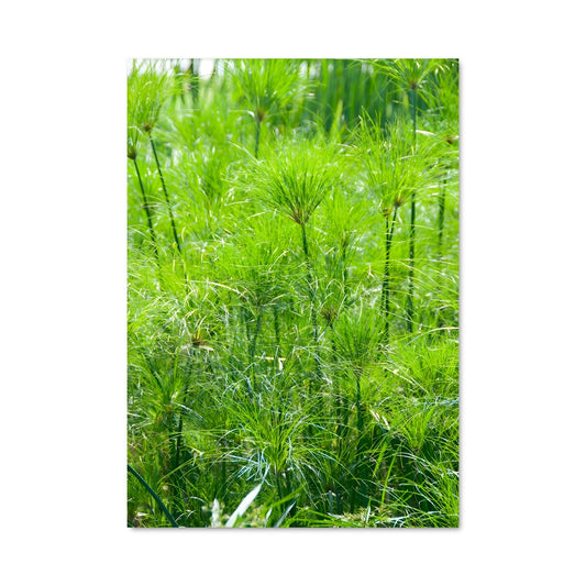 Poster Papyrus 96286