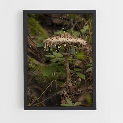ap-parasol mushroom-2 cadre Noir