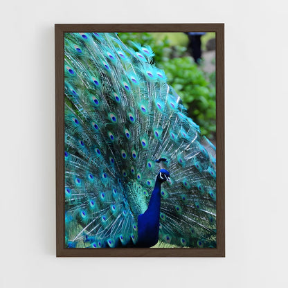 ap-peacock-3 cadre Bois foncé