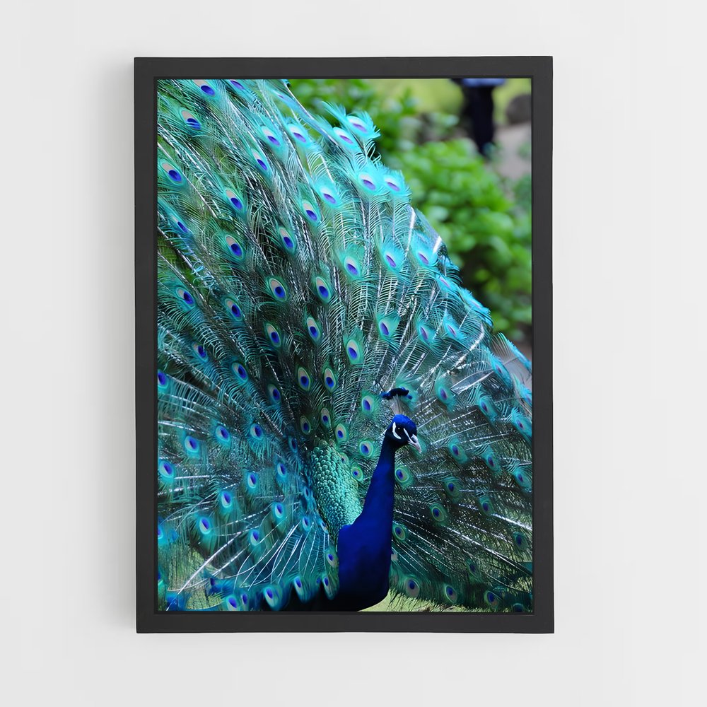 ap-peacock-3 cadre Noir