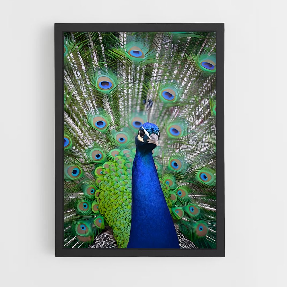 ap-peacock-7 cadre Noir