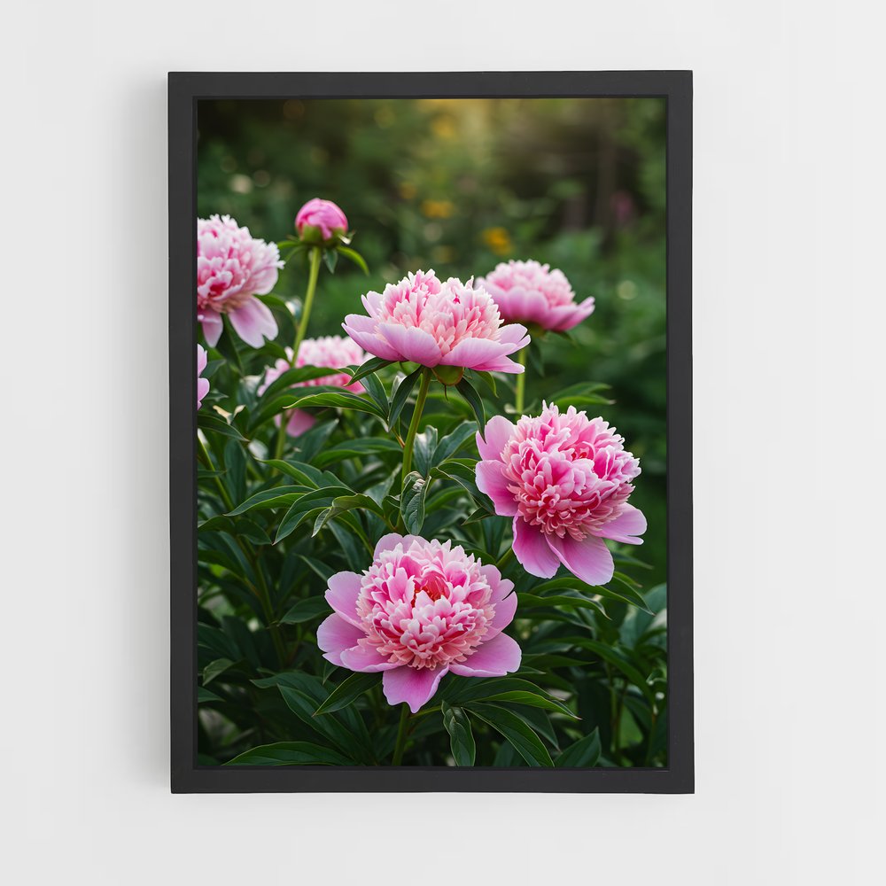 ap-peony-16 cadre Noir