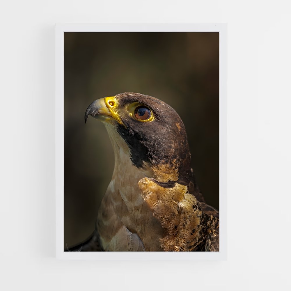 ap-peregrine falcon-1 cadre Blanc