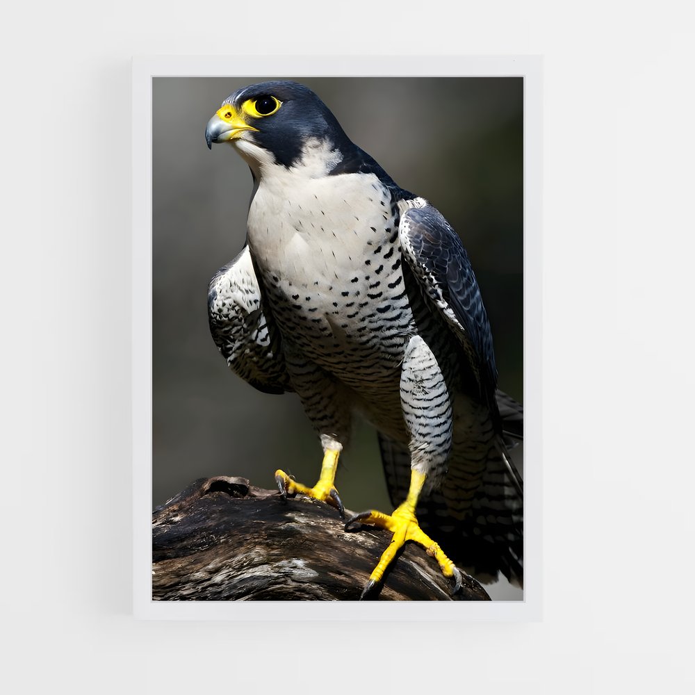 ap-peregrine falcon-6 cadre Blanc