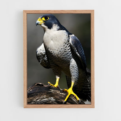 ap-peregrine falcon-6 cadre Bois clair