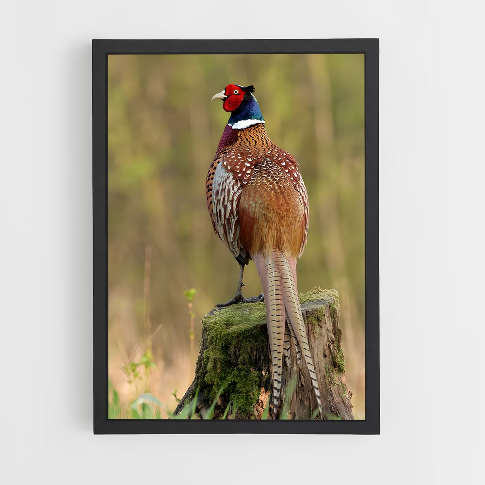 ap-pheasant-1 cadre Noir