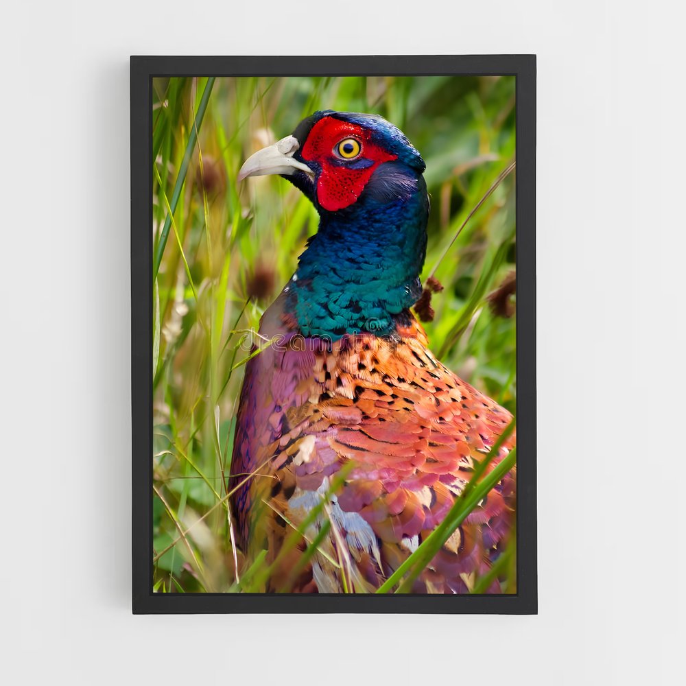 ap-pheasant-2 cadre Noir