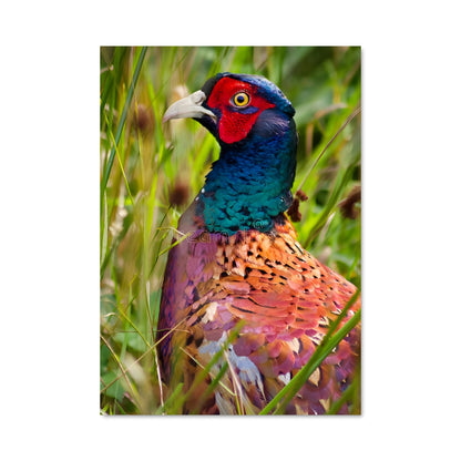 Poster Oiseau Coloré