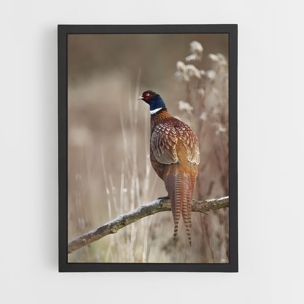 ap-pheasant-3 cadre Noir