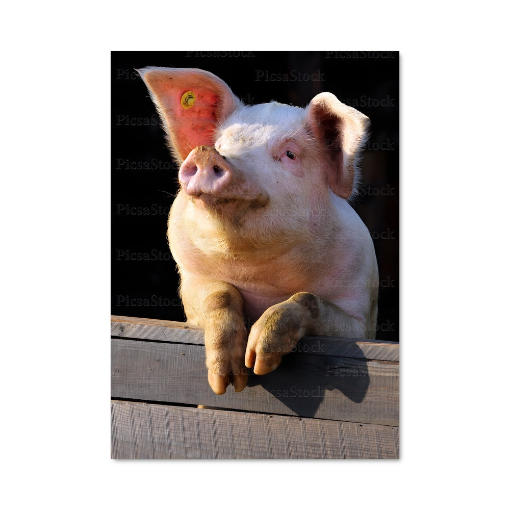 Poster Cochon de Bois