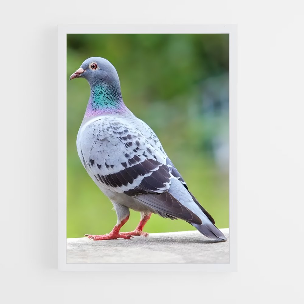 ap-pigeon-1 cadre Blanc