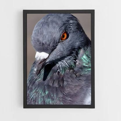 ap-pigeon-2 cadre Noir