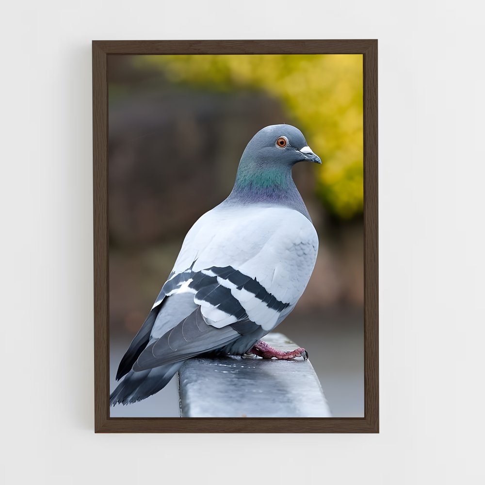 ap-pigeon-3 cadre Bois foncé