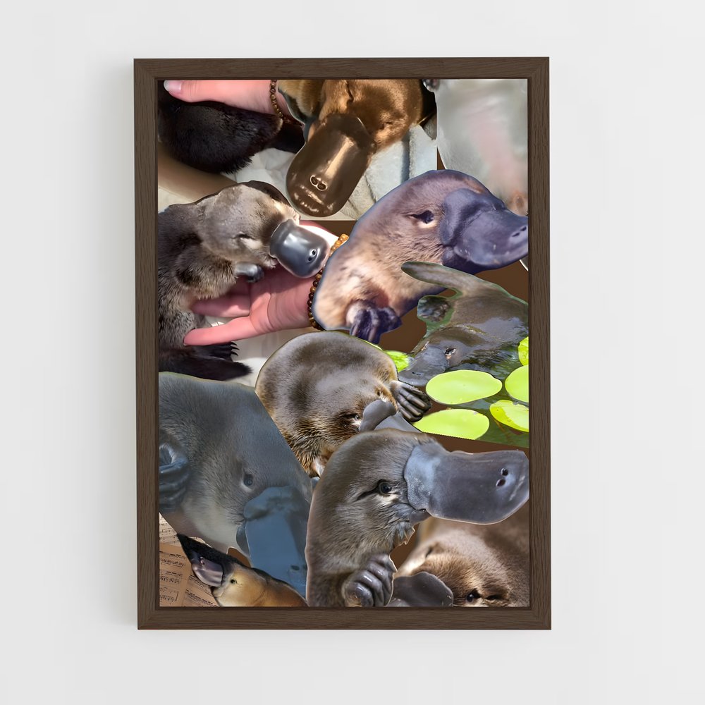 ap-platypus-2 cadre Bois foncé