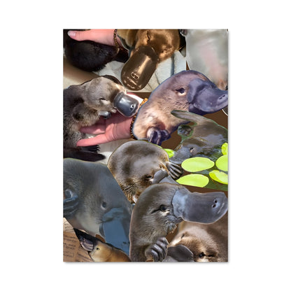 Poster Platypus Adventure