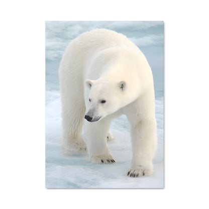 Poster Polar bear 84157