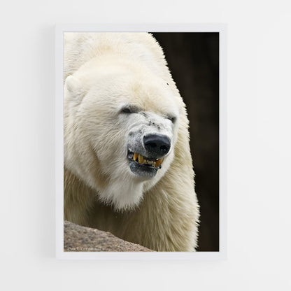 ap-polar bear-12 cadre Blanc