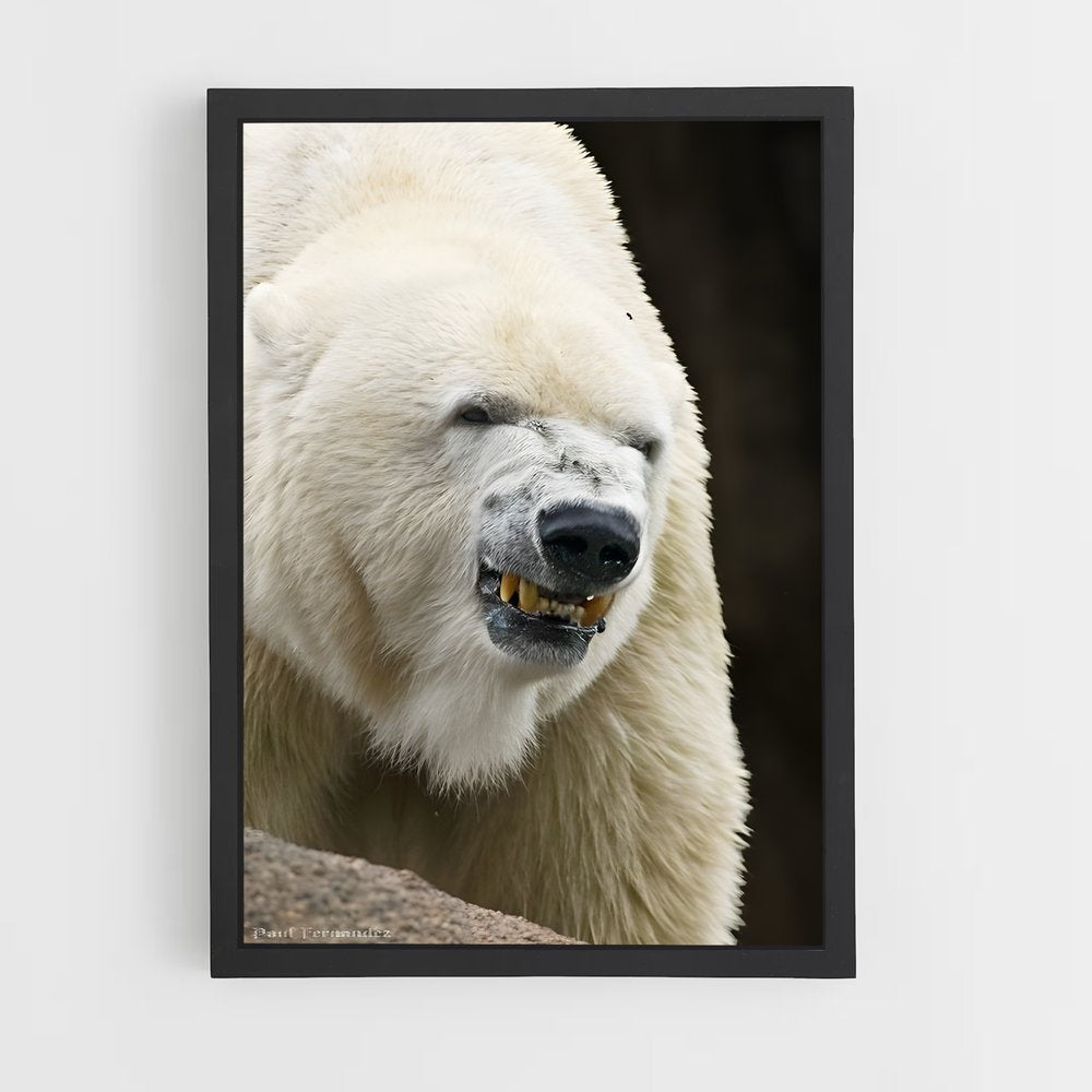 ap-polar bear-12 cadre Noir