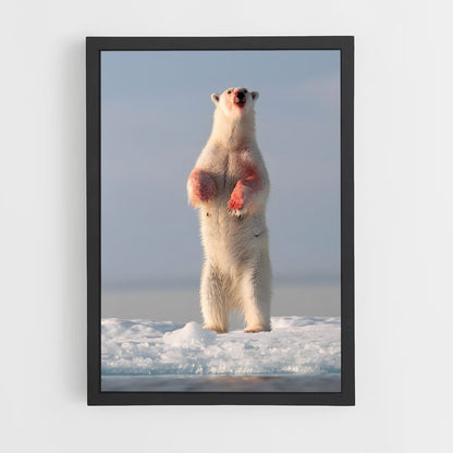 ap-polar bear-7 cadre Noir