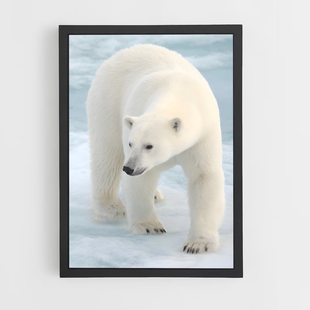 ap-polar bear-9 cadre Noir