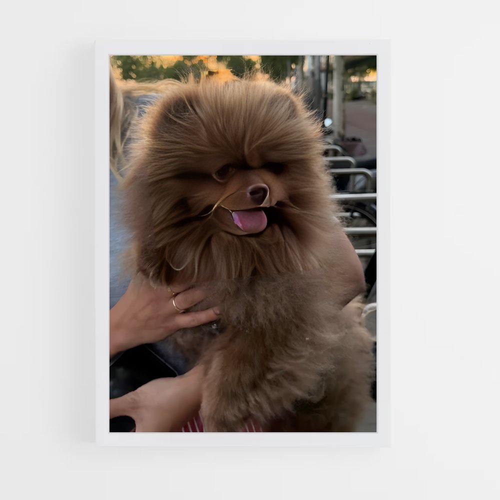 ap-pomeranian-1 cadre Blanc