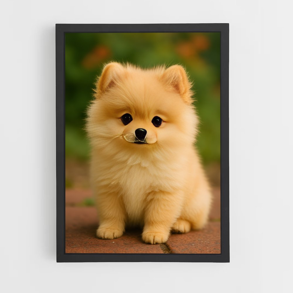 ap-pomeranian-2 cadre Noir