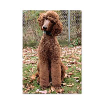 Poster Poodle Chic