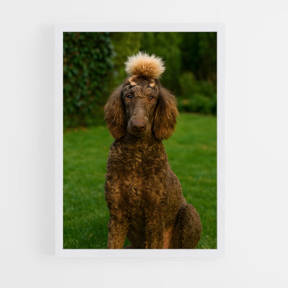 ap-poodle-5 cadre Blanc