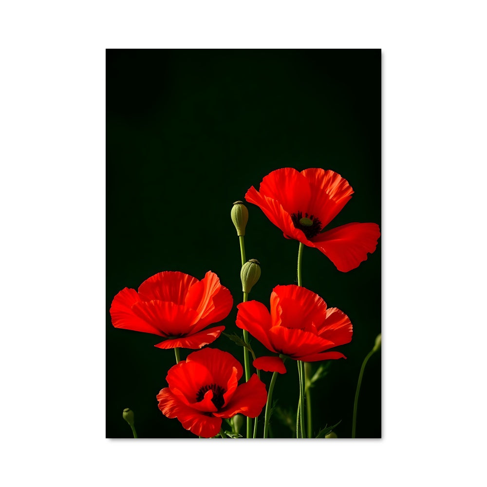 Poster Poppy Noir