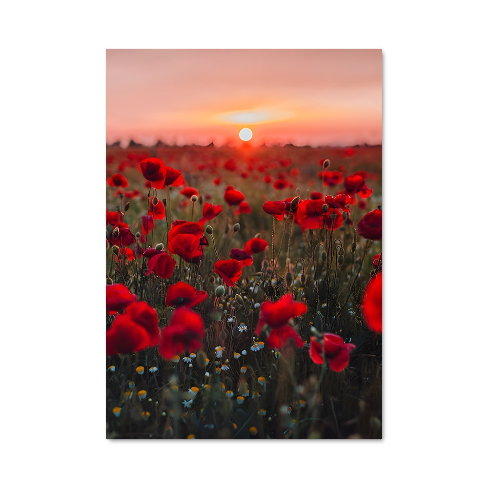Poster Souffle de Coquelicot