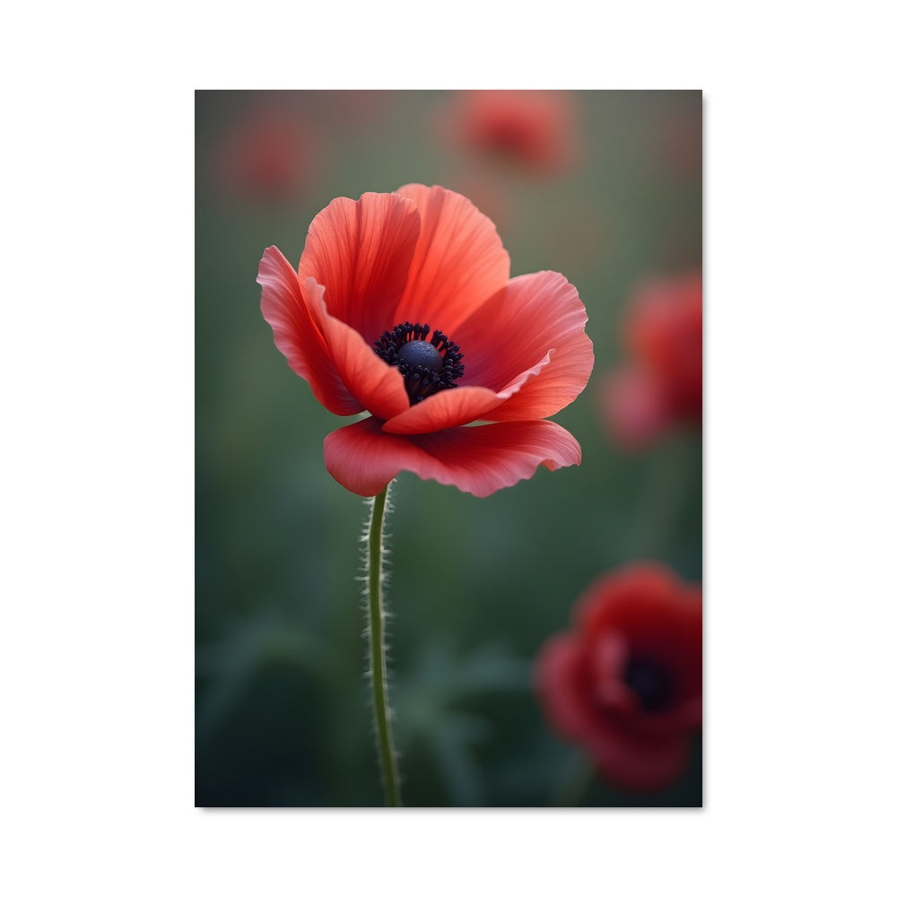 Poster Poppy 96699