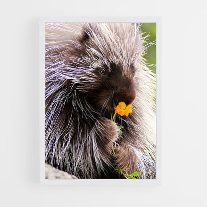 ap-porcupine-2 cadre Blanc
