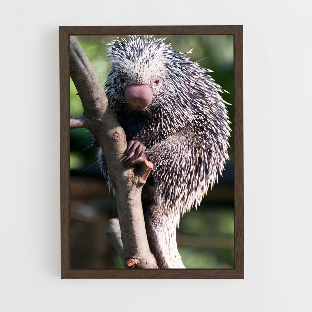 ap-porcupine-5 cadre Bois foncé