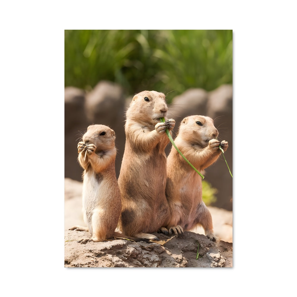 Poster Prairie Party