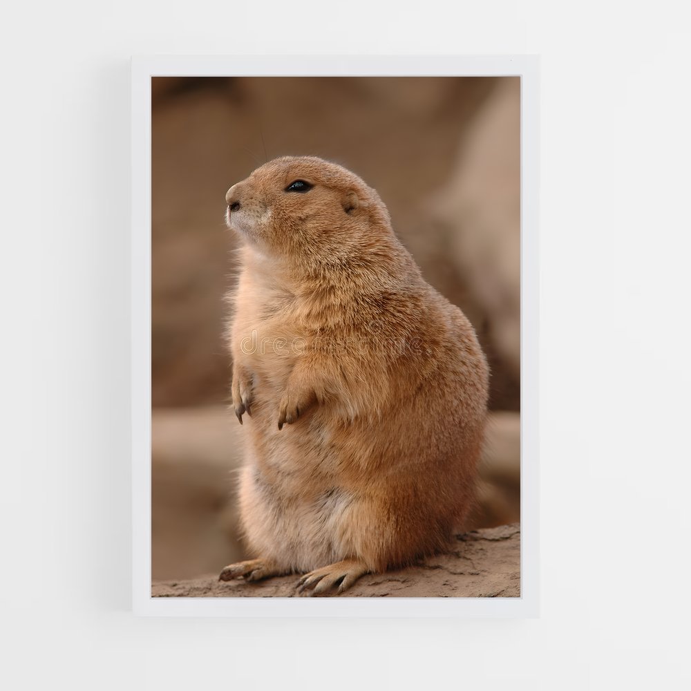 ap-prairie dog-1 cadre Blanc