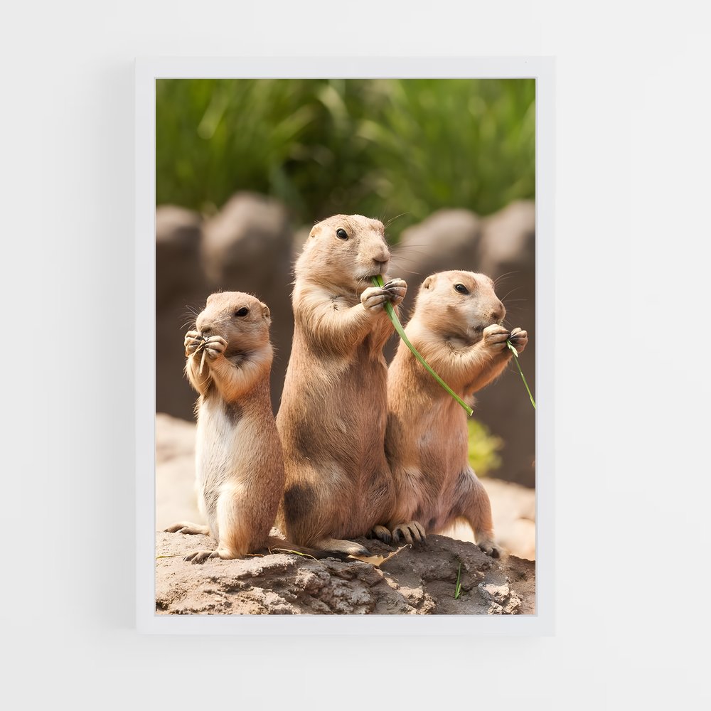 ap-prairie dog-2 cadre Blanc