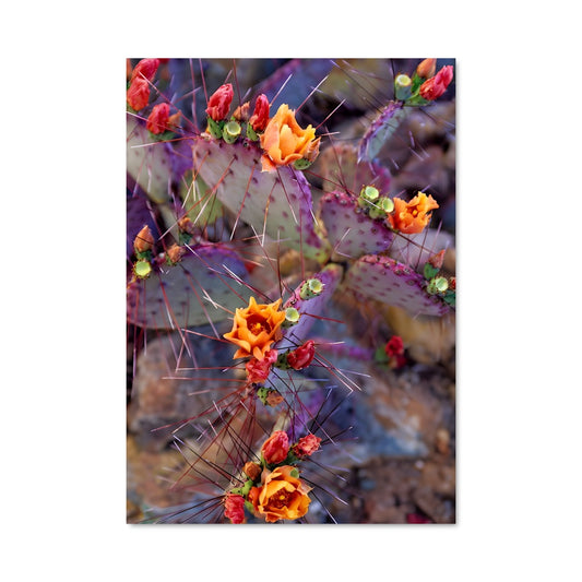 Poster Prickly pear 96354