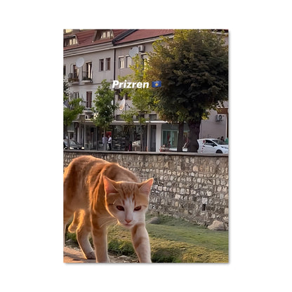 Poster Chat Errant