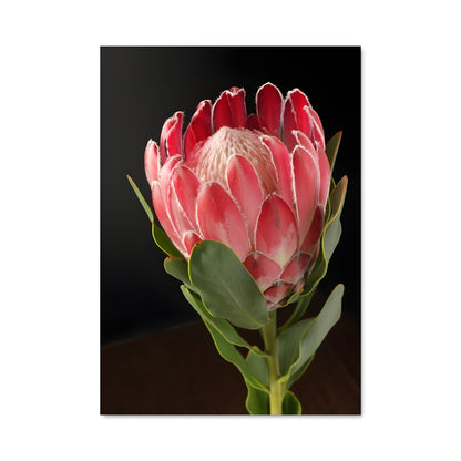 Poster Fleur de Feu