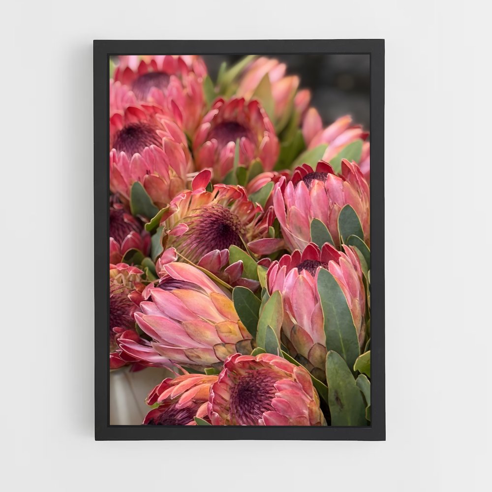 ap-protea-5 cadre Noir
