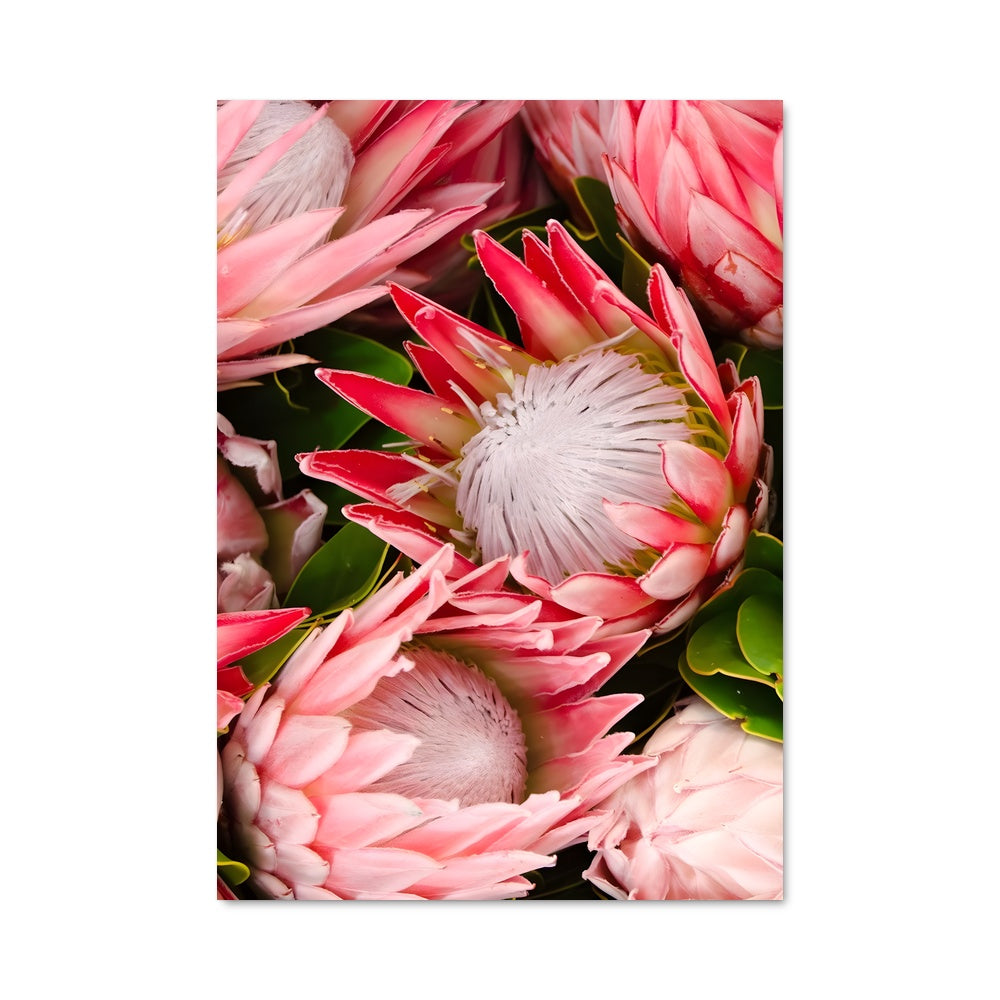 Poster Protea 96712