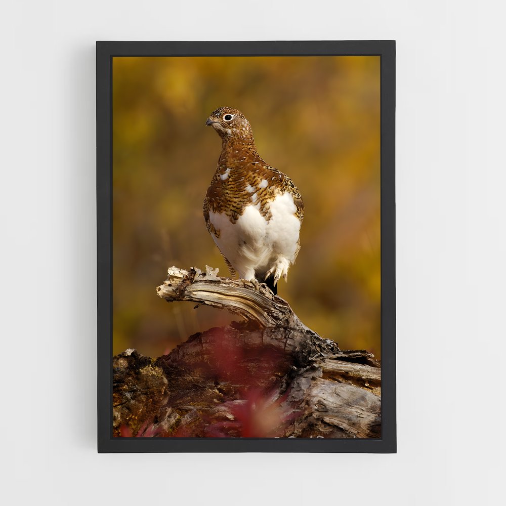 ap-ptarmigan-3 cadre Noir