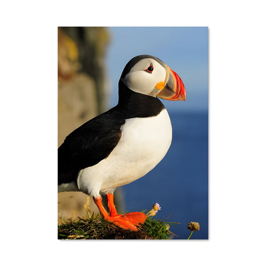 Poster Puffin Joyeux