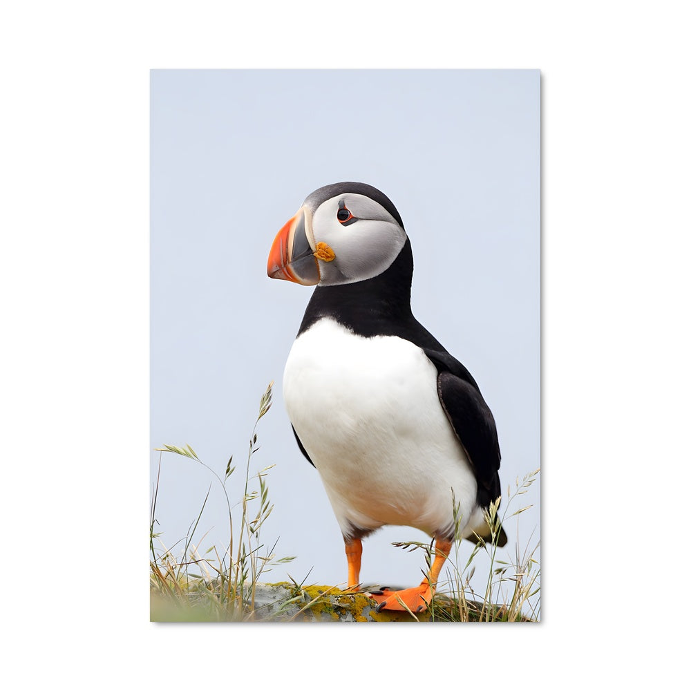 Poster Puffin Paradise