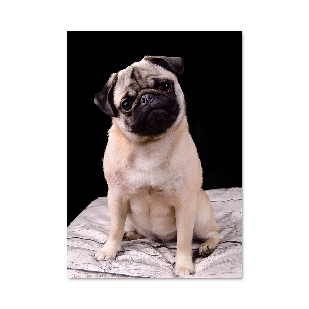 Poster Pug sur le Lit