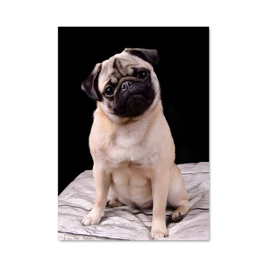 Poster Pug sur le Lit