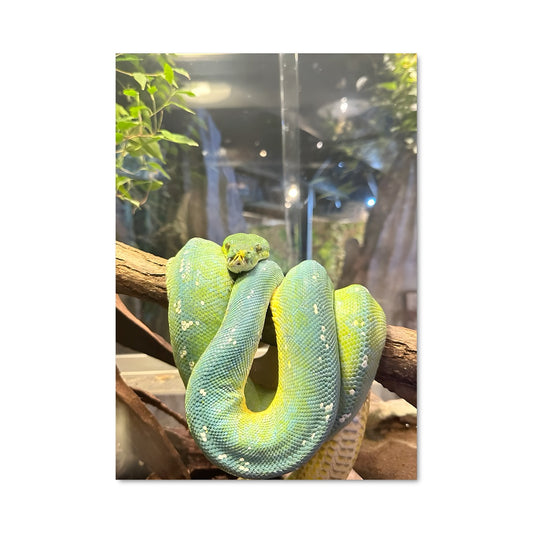 Poster Serpent de Verre