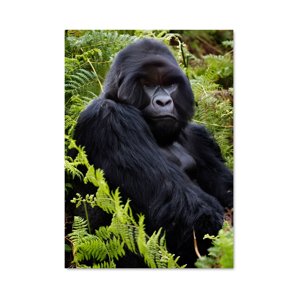 Poster Le Gorille Royal