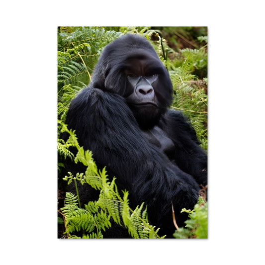 Poster Le Gorille Royal